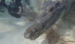 鳄鱼技能爆料怎么用视频,视频解析鳄鱼独特生存技巧